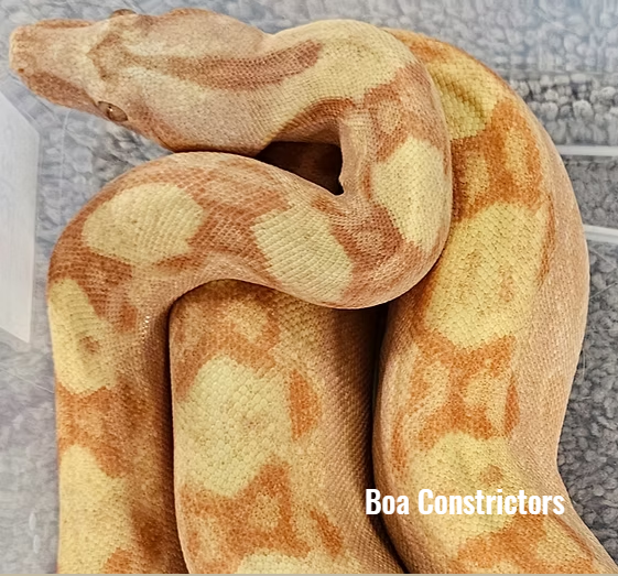 Boa constrictor photo